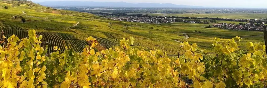 Domaine KirrenbourgLes vins de terroir