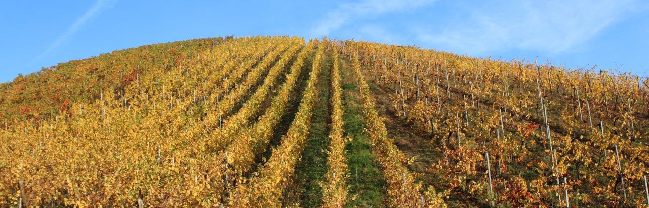 Domaine Meyer-Fonn Katzenthal  Vigneron de l'anne 2022 Guide Hachette