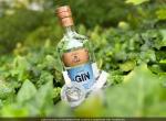 Gin Artisanal Alsacien du Val de Moder