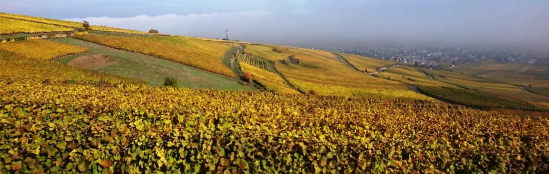 Domaine Stentz-Buecher Vigneron Indpendant Bio