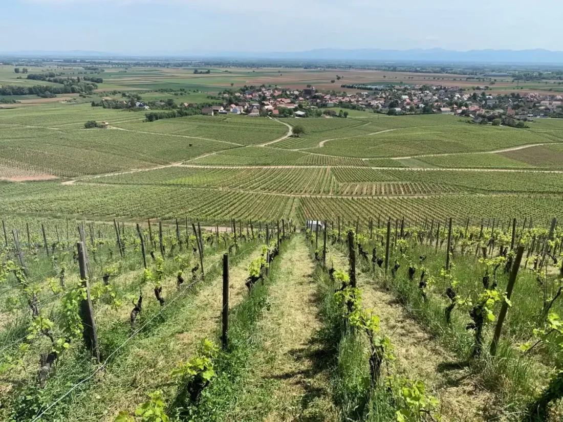 Domaine Eric Rominger  Vins en Biodynamie Demeter