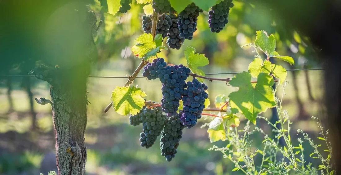 Rouge d'Ottrott AOC : Plongez dans l'lgance Alsacienne des Rouges