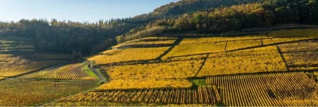 Domaine Robert Roth Vigneron Ind�pendant Vin Alsace